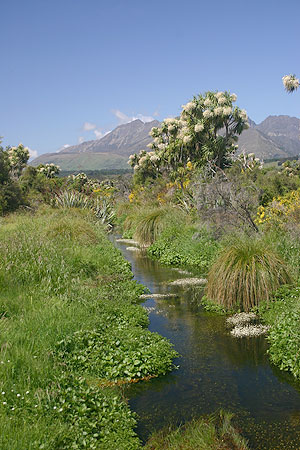 Little Creek from Rakatu Wetlands reserve
