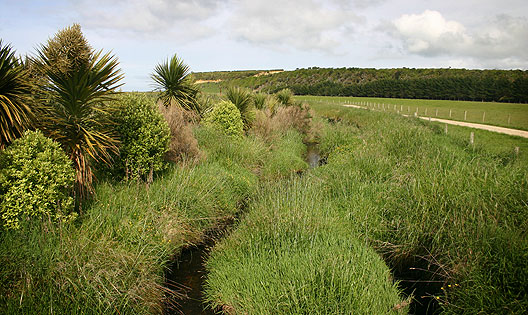 Waimotu stream riparian strip 5 years after fencing.