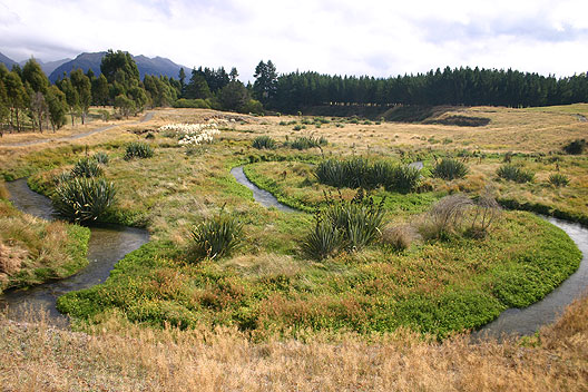 The Home Creek stream reserve. A quiet place for recreation and biodiversity.