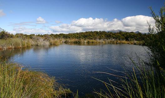 QEII covenant reserve on Ewe Burn farm near Lake Te Anau.