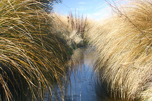 Stony Creek Fiordland