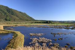 Rakatu wetlands early photo showing the dam.